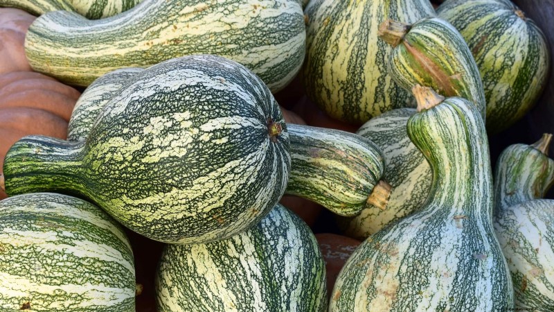 Variedades de calabazas tradicionales:una guía de sabores e historia únicos 