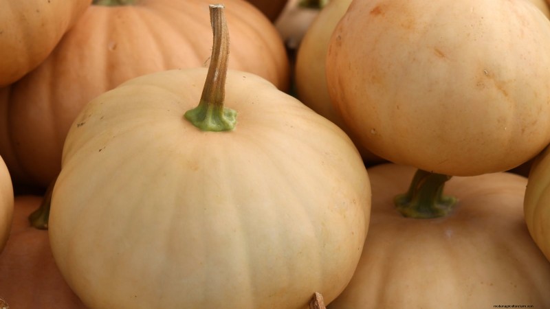 Variedades de calabazas tradicionales:una guía de sabores e historia únicos 