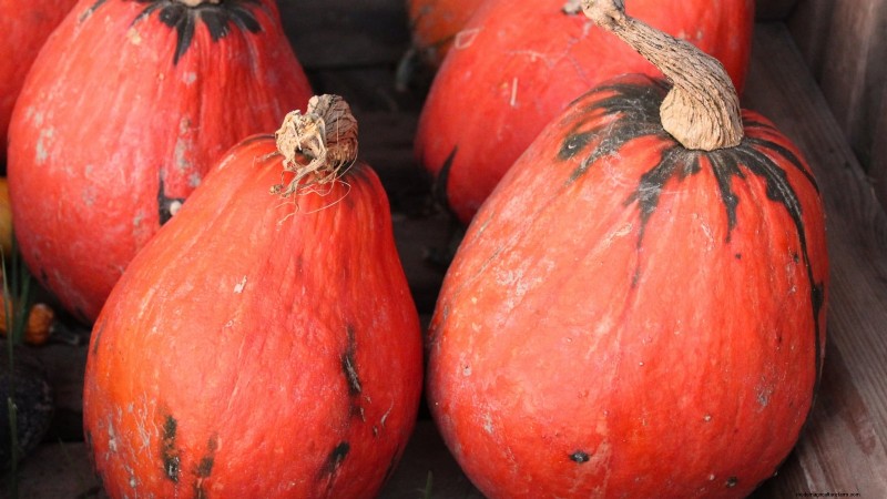 Variedades de calabazas tradicionales:una guía de sabores e historia únicos 