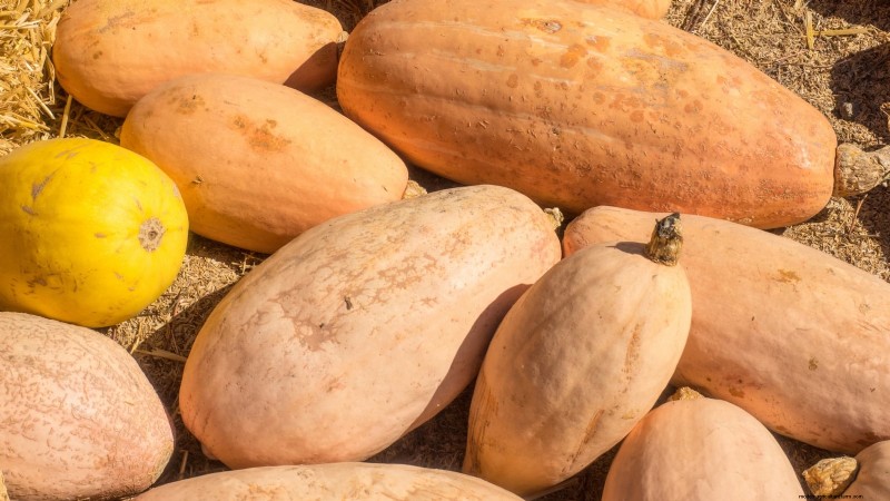 Variedades de calabazas tradicionales:una guía de sabores e historia únicos 