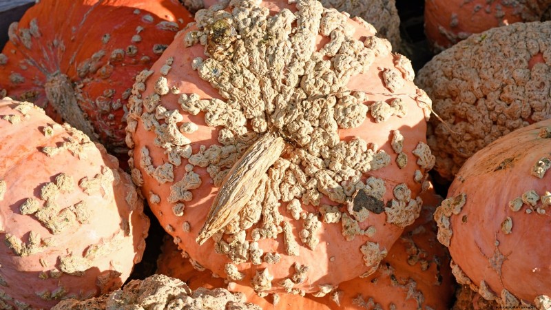 Variedades de calabazas tradicionales:una guía de sabores e historia únicos 
