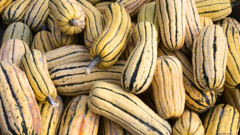 Variedades de calabazas tradicionales:una guía de sabores e historia únicos 