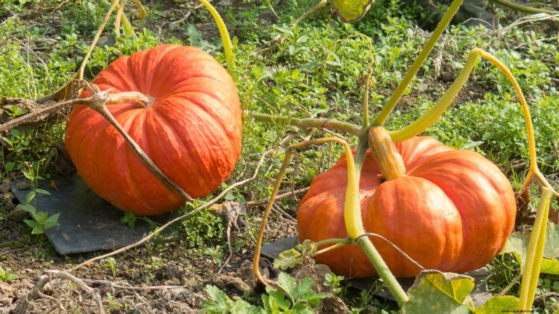 Variedades de calabazas tradicionales:una guía de sabores e historia únicos 