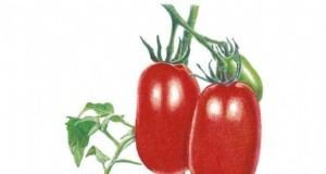 Gesunde Tomaten anbauen:Eine innovative, auf den Kopf gestellte Gartentechnik 