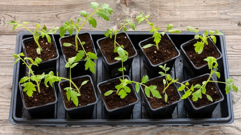 Coltiva pomodori sani:un innovativa tecnica di giardinaggio sottosopra 
