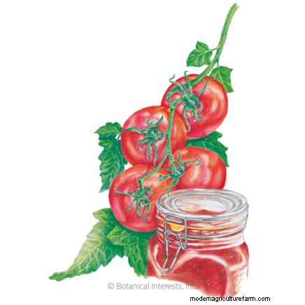 Coltiva pomodori sani:un innovativa tecnica di giardinaggio sottosopra 