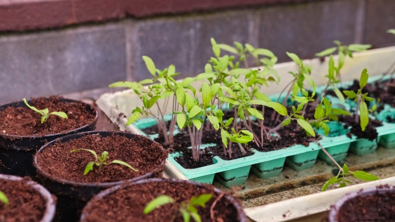 Coltiva pomodori sani:un innovativa tecnica di giardinaggio sottosopra 