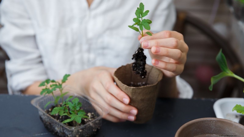 Coltiva pomodori sani:un innovativa tecnica di giardinaggio sottosopra 