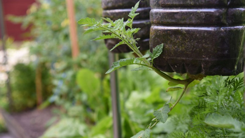 Coltiva pomodori sani:un innovativa tecnica di giardinaggio sottosopra 