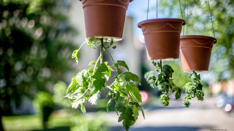 Coltiva pomodori sani:un innovativa tecnica di giardinaggio sottosopra 