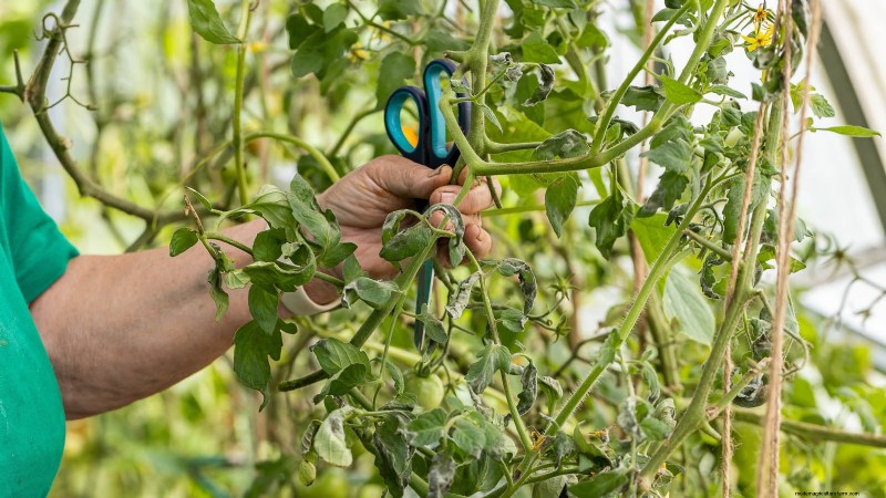 Coltiva pomodori sani:un innovativa tecnica di giardinaggio sottosopra 