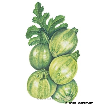 Problemen met de groei van courgettes oplossen:7 redenen voor slechte opbrengsten 