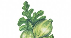 Fehlerbehebung beim Zucchini-Wachstum:7 Gründe für schlechte Erträge 