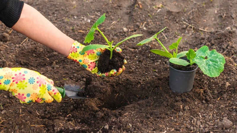 Problemen met de groei van courgettes oplossen:7 redenen voor slechte opbrengsten 