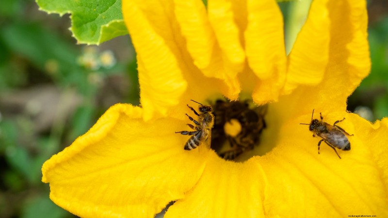 Problemen met de groei van courgettes oplossen:7 redenen voor slechte opbrengsten 