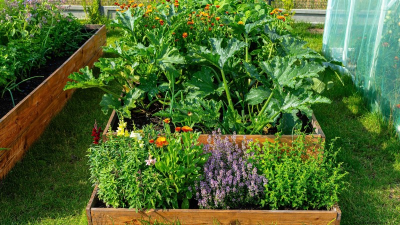 Problemen met de groei van courgettes oplossen:7 redenen voor slechte opbrengsten 