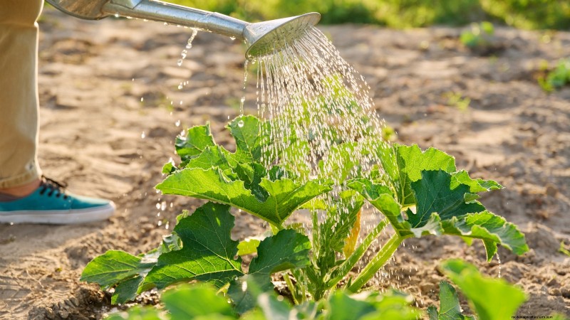 Problemen met de groei van courgettes oplossen:7 redenen voor slechte opbrengsten 