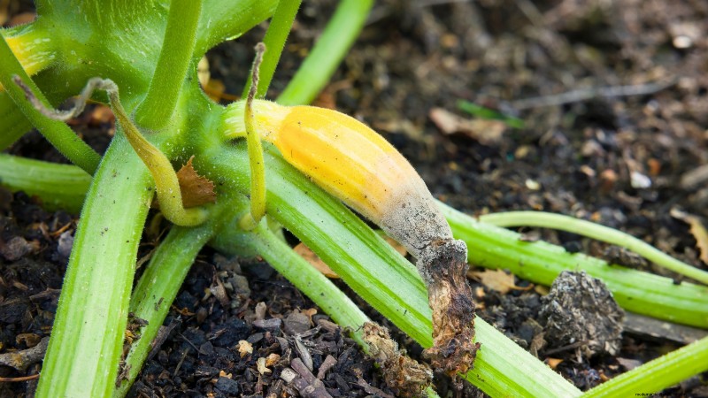 Problemen met de groei van courgettes oplossen:7 redenen voor slechte opbrengsten 