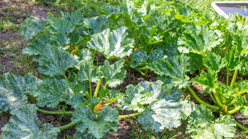 Problemen met de groei van courgettes oplossen:7 redenen voor slechte opbrengsten 
