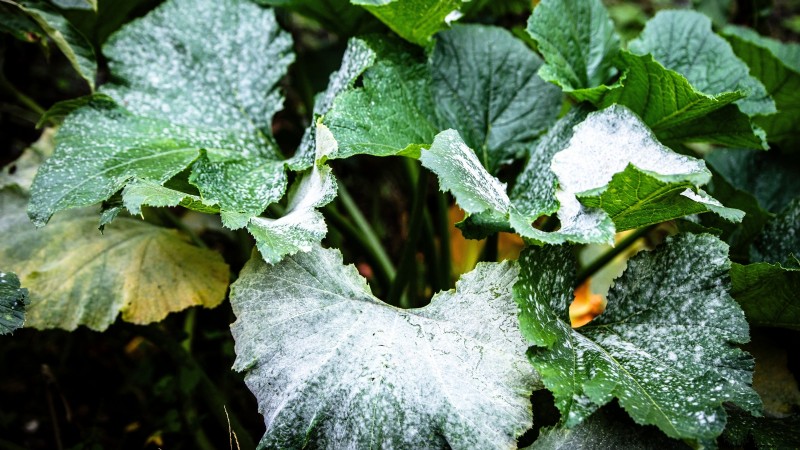 Problemen met de groei van courgettes oplossen:7 redenen voor slechte opbrengsten 