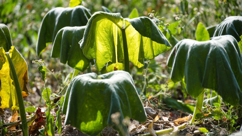 Problemen met de groei van courgettes oplossen:7 redenen voor slechte opbrengsten 