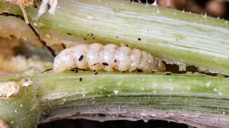 Problemen met de groei van courgettes oplossen:7 redenen voor slechte opbrengsten 