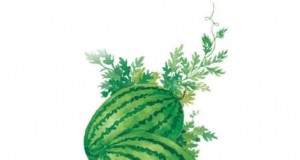Wachstumszeit der Wassermelone:Vom Samen bis zur Ernte und Größe 