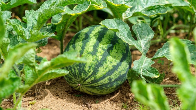 Época de cultivo da melancia:da semente à colheita e tamanho