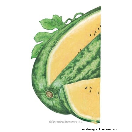 Época de cultivo da melancia:da semente à colheita e tamanho 