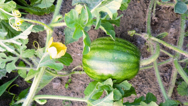 Época de cultivo da melancia:da semente à colheita e tamanho