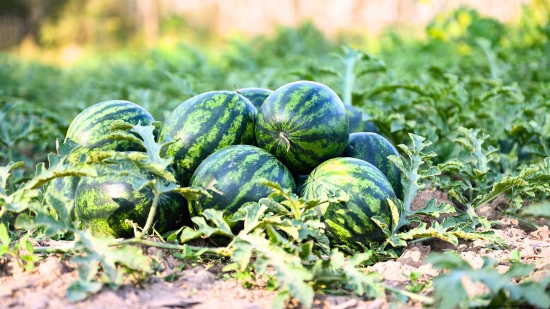 Época de cultivo da melancia:da semente à colheita e tamanho