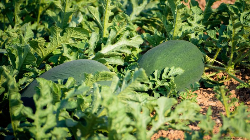 Época de cultivo da melancia:da semente à colheita e tamanho
