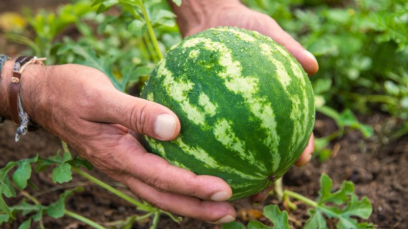 Época de cultivo da melancia:da semente à colheita e tamanho