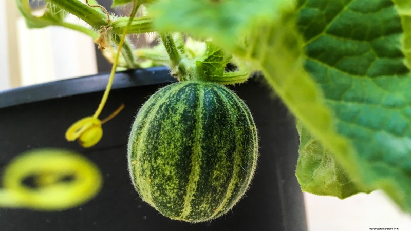 Época de cultivo da melancia:da semente à colheita e tamanho