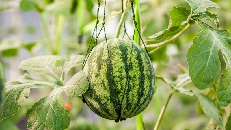 Época de cultivo da melancia:da semente à colheita e tamanho