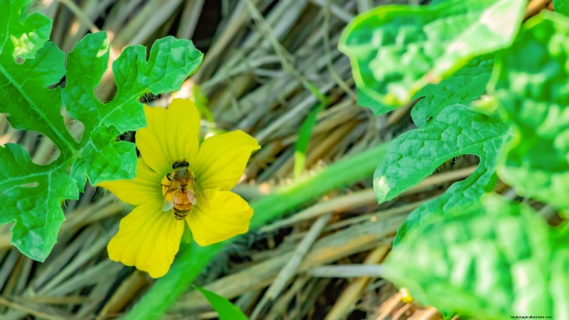 Época de cultivo da melancia:da semente à colheita e tamanho