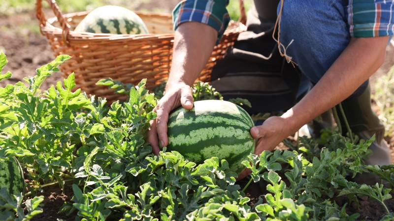 Época de cultivo da melancia:da semente à colheita e tamanho