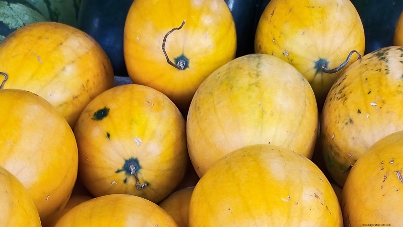 Época de cultivo da melancia:da semente à colheita e tamanho