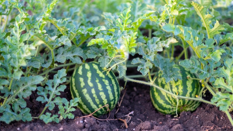 Época de cultivo da melancia:da semente à colheita e tamanho