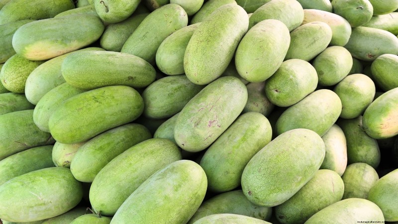 Época de cultivo da melancia:da semente à colheita e tamanho