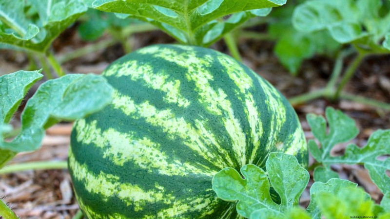 Época de cultivo da melancia:da semente à colheita e tamanho