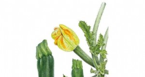 Black Beauty Zucchini:Pflanz-, Anbau- und Pflegeanleitung 