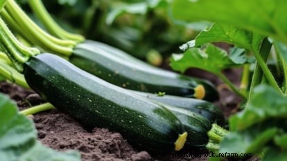 Abobrinha Black Beauty:Guia de plantio, cultivo e cuidados 