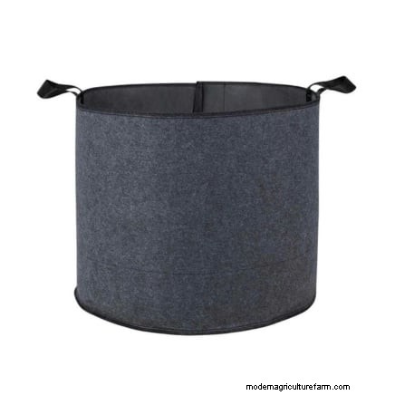 Abobrinha Black Beauty:Guia de plantio, cultivo e cuidados 