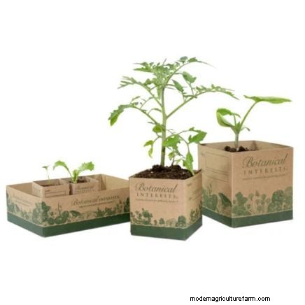 Abobrinha Black Beauty:Guia de plantio, cultivo e cuidados 