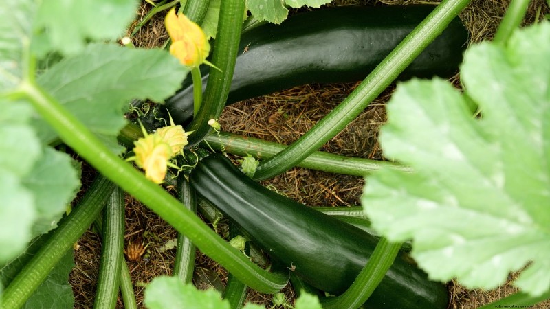 Abobrinha Black Beauty:Guia de plantio, cultivo e cuidados