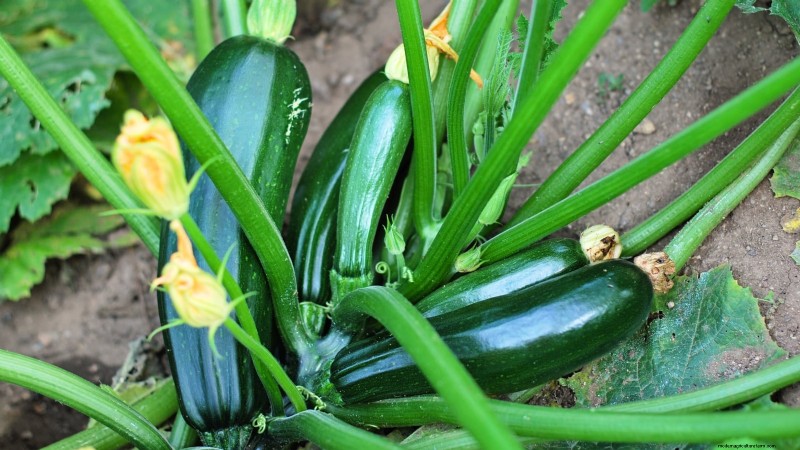Abobrinha Black Beauty:Guia de plantio, cultivo e cuidados