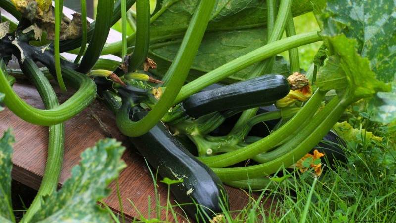 Abobrinha Black Beauty:Guia de plantio, cultivo e cuidados
