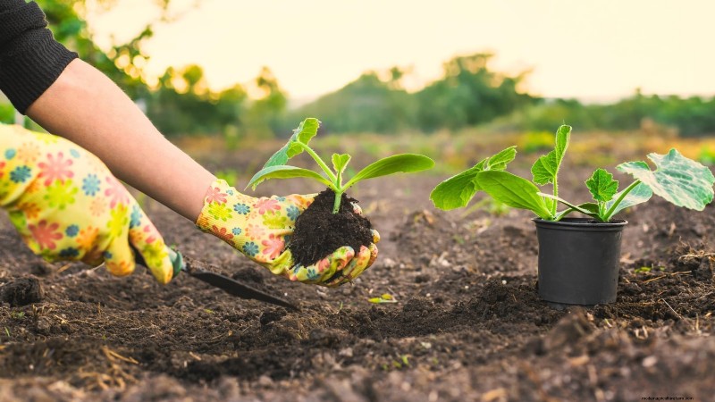 Abobrinha Black Beauty:Guia de plantio, cultivo e cuidados