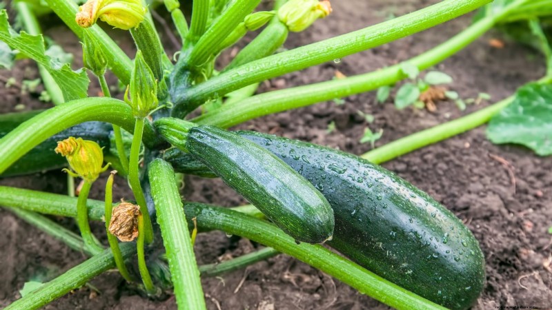 Abobrinha Black Beauty:Guia de plantio, cultivo e cuidados